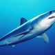 Illustration for article titled Scientists Finally Understand Shark Skin, Thanks to 3D Printers